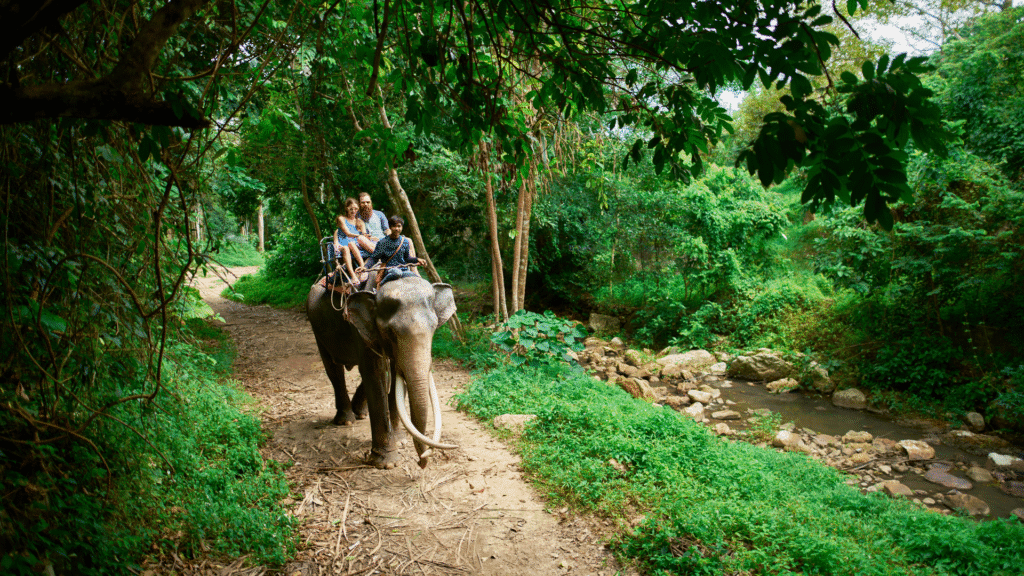 Photo of an elephant being led down a path by it's rider illustrating the concepts from the Chip and Dan Heath book "Switch"