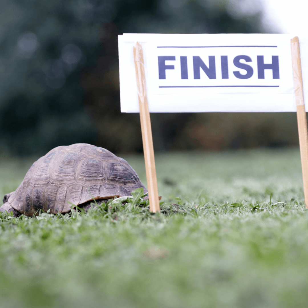 Tortoise, Hare & Your SMB: A Fractional CIO on Strategic Patience in Innovation
