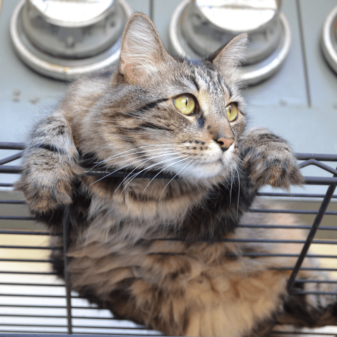 “Curiosity Killed the Cat, But Satisfaction Brought It Back”: A Leader’s Guide